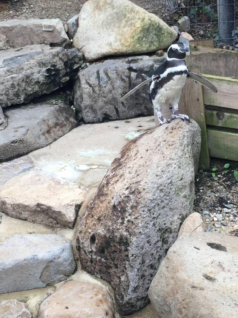 飛びたいペンギン