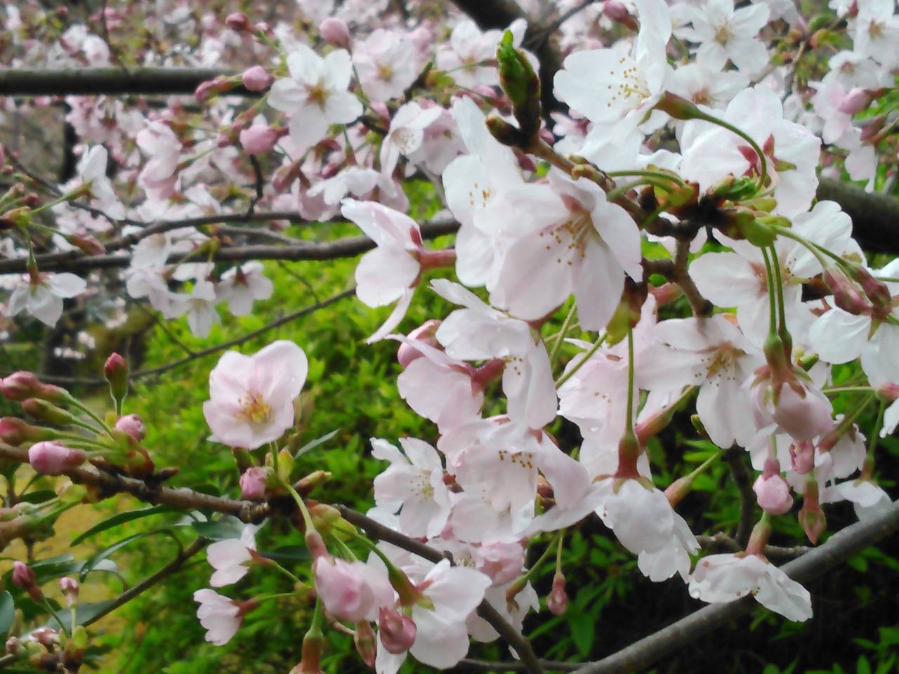 【須磨の桜　開花情報】須磨浦公園：編（４/1現在）