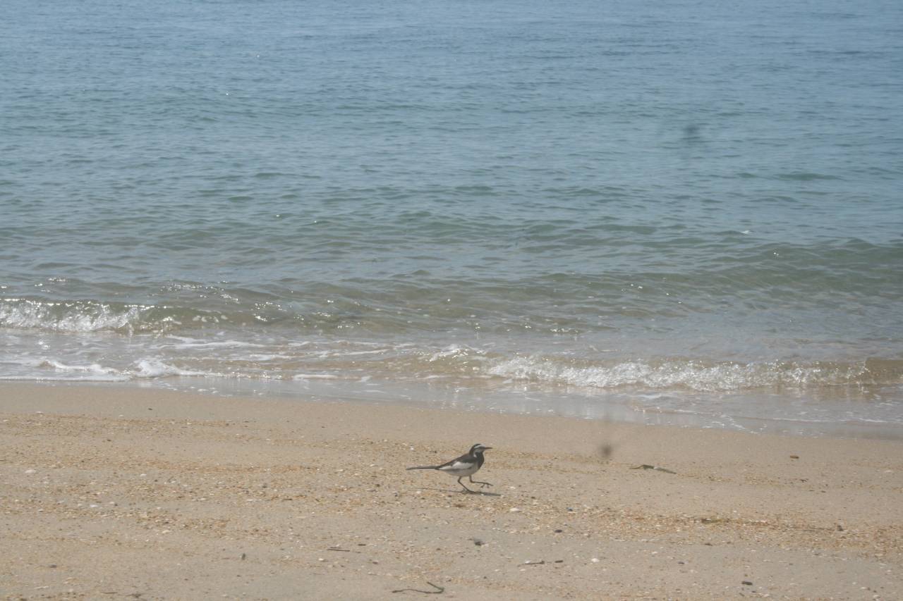 須磨海水浴場