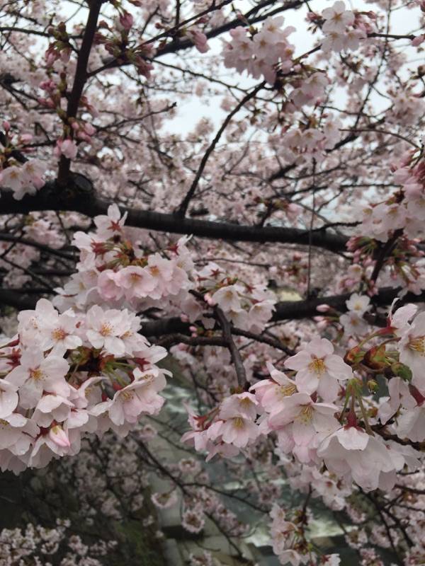 【須磨の桜　開花情報】妙法寺川付近：編（４/４現在）